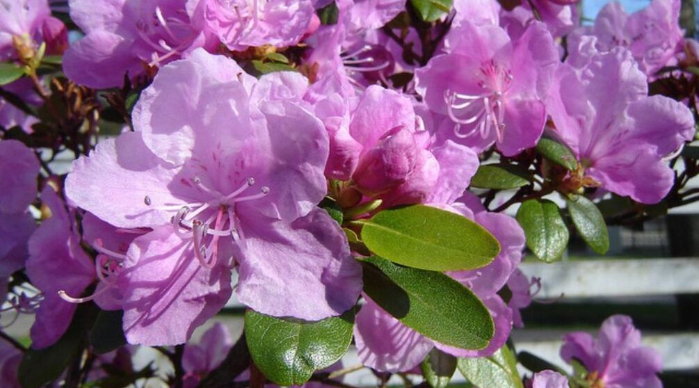 Banaba dans le cadre de Gluconol