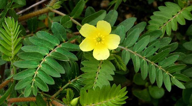 Tribulus dans Gluconol